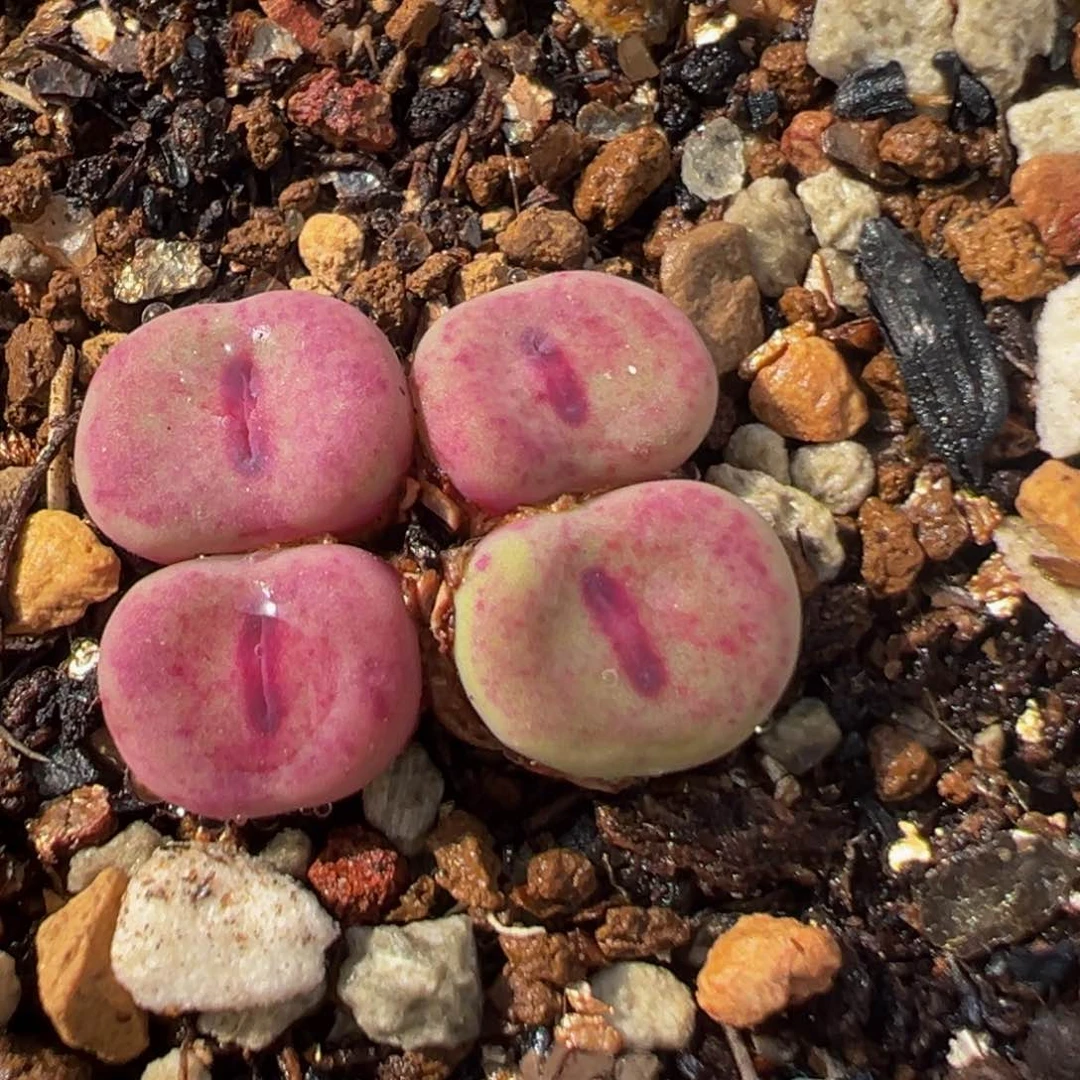 30多肉植物百科红嘴