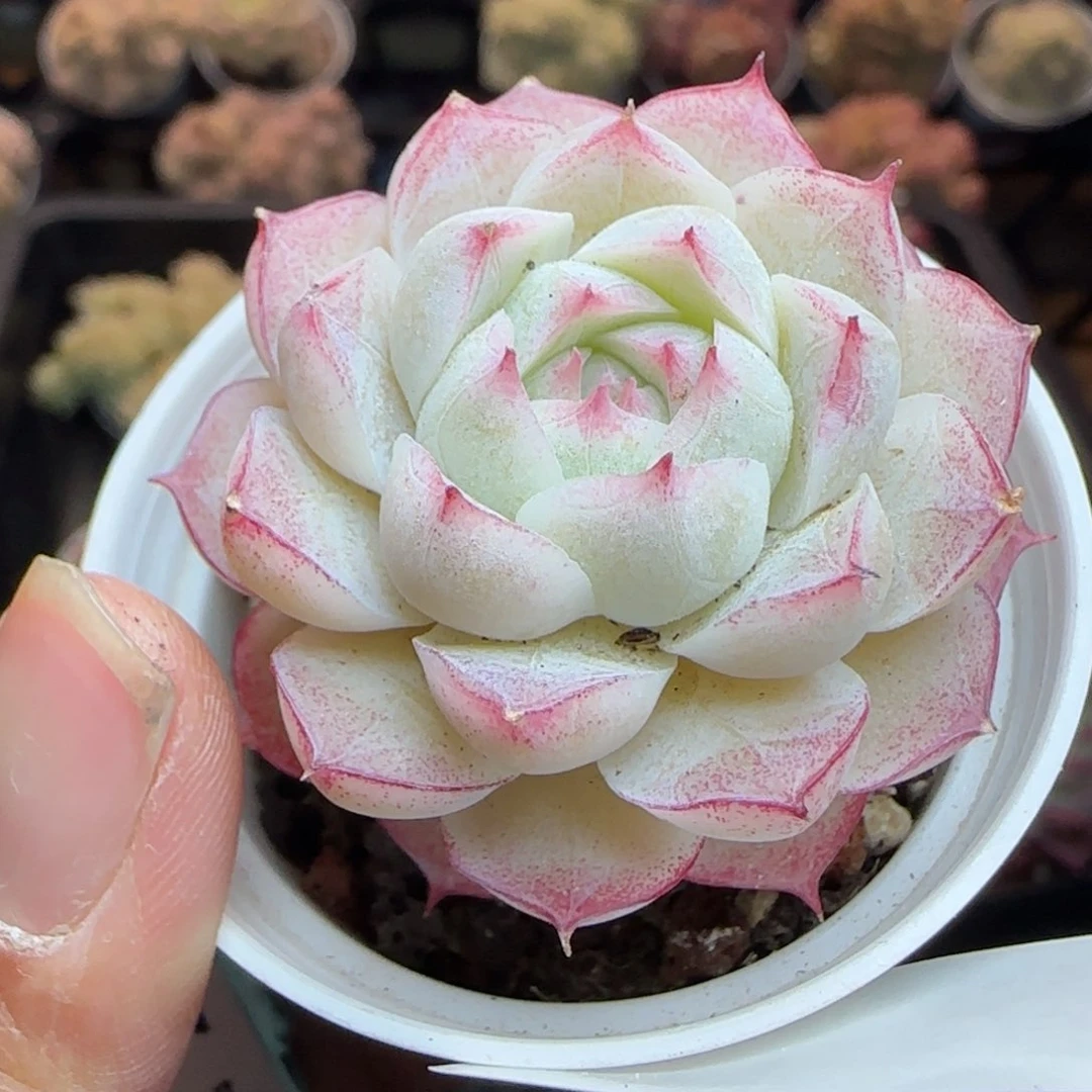 花语逸镜0310-471