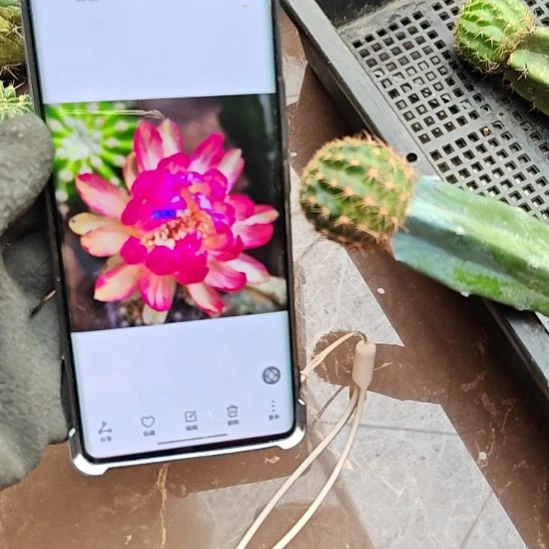 金荷花龙神木嫁接福