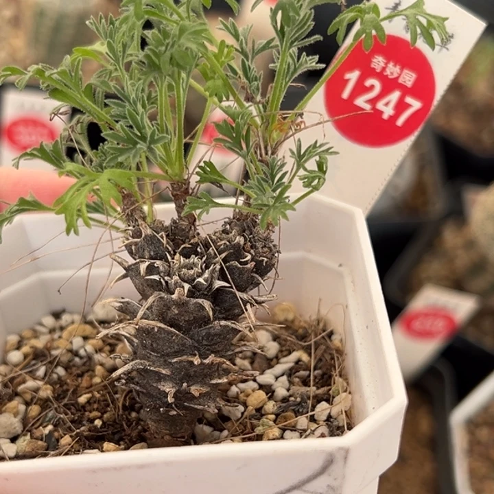 豪猪洋葵一棵仙人球