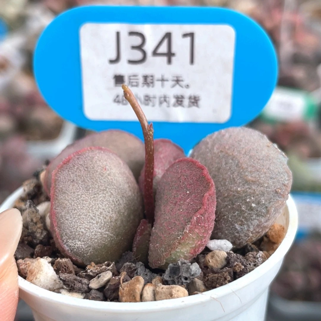 341。    妖姬。