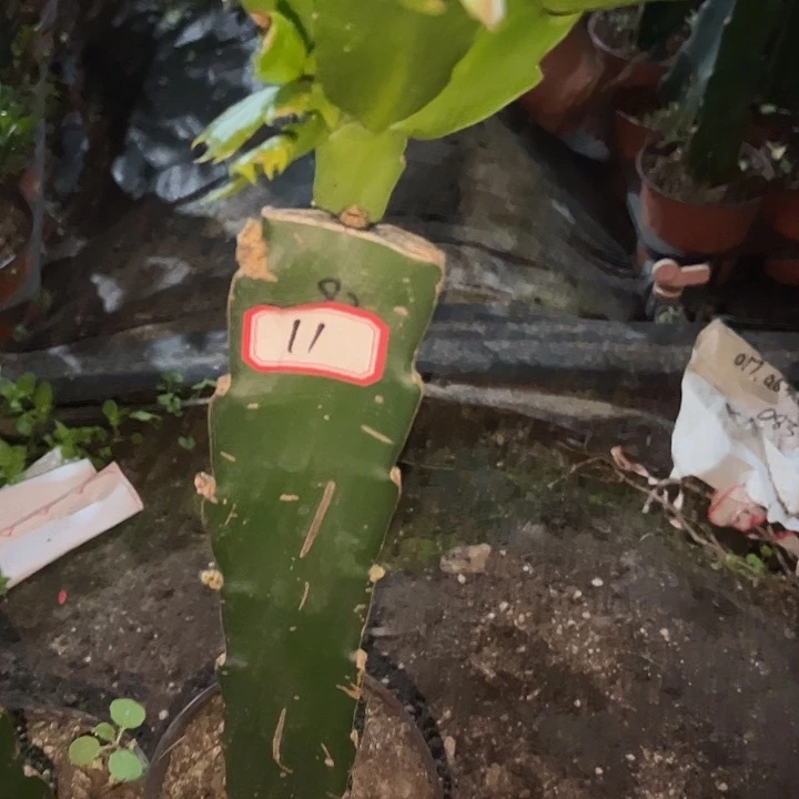 人***诚，11号带盆082花卉大王