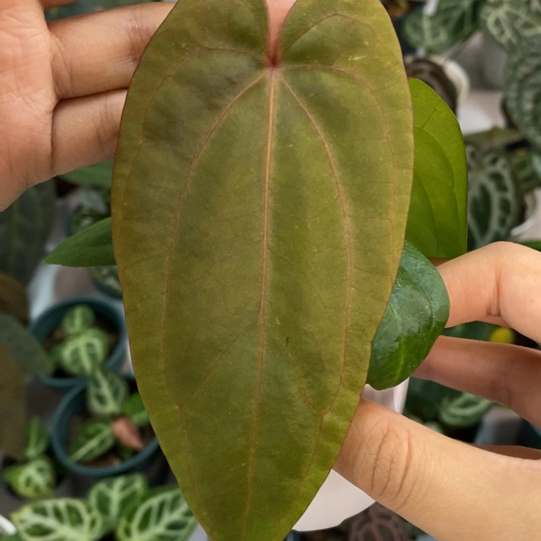 不开花植物戴斯杂黑凤凰