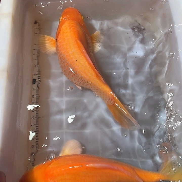 蝴蝶鲤鱼渔场直发000