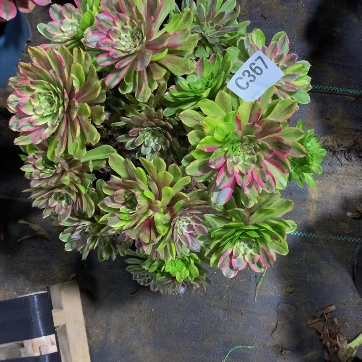 新****案36700000000000