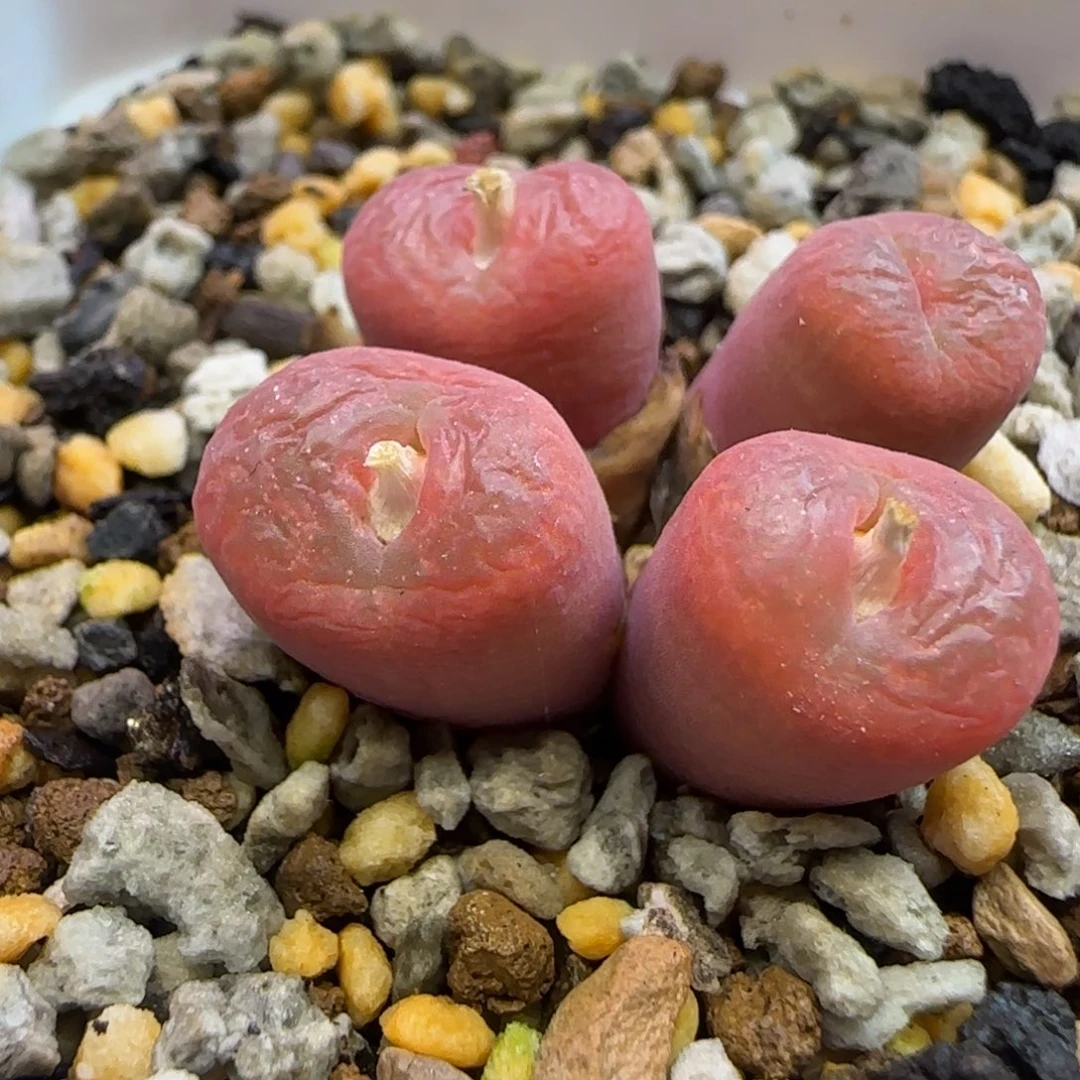 拉登杂铜壶 铜壶播的多肉植物