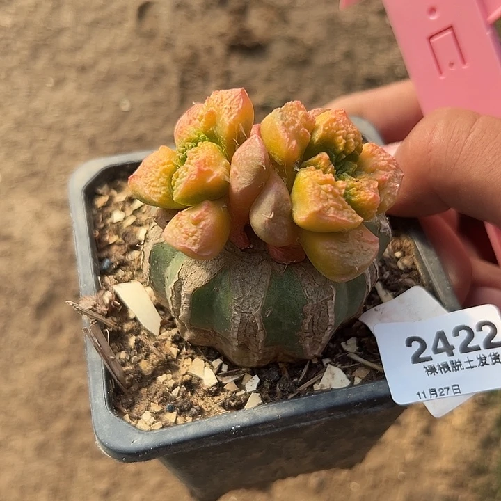 2422号草球嫁接全锦牡丹