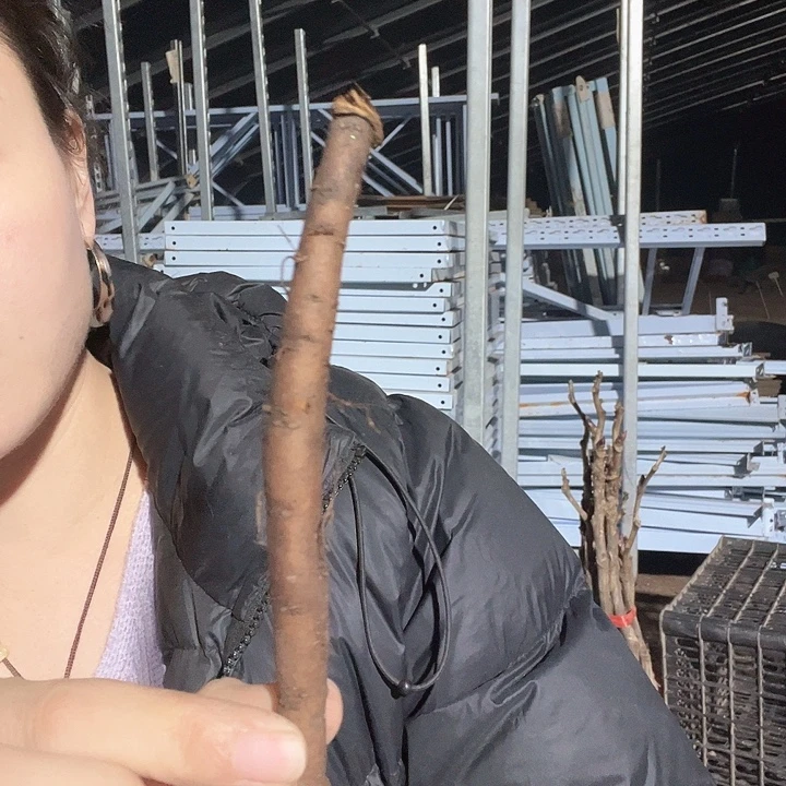 当前无花栽培后可以开花咒语根