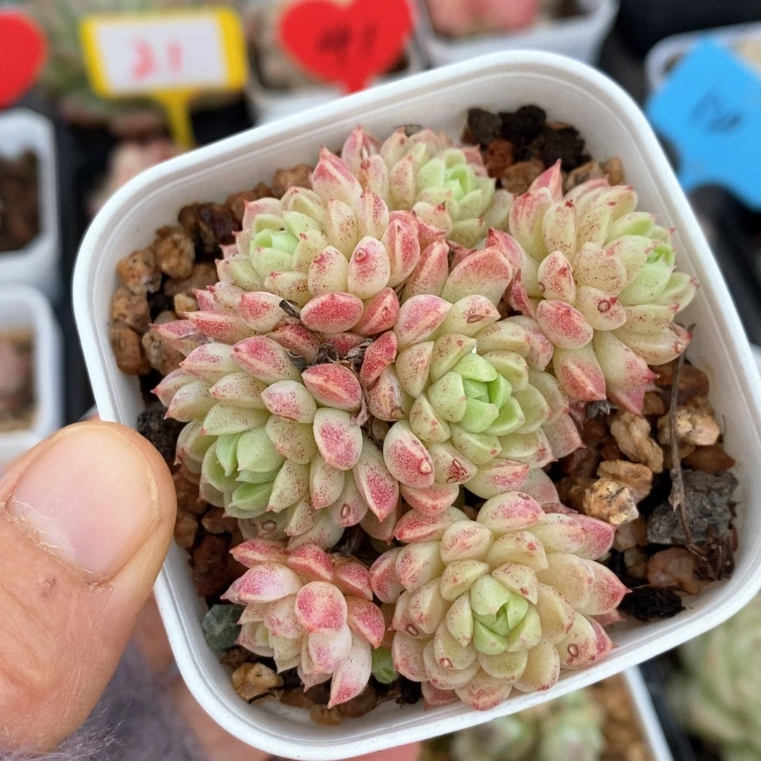 精品多肉一物一拍不包整133