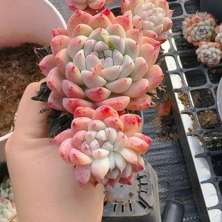 ?多肉植物一物一拍