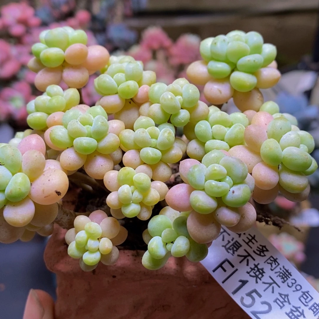 152鱼子酱8cm多肉