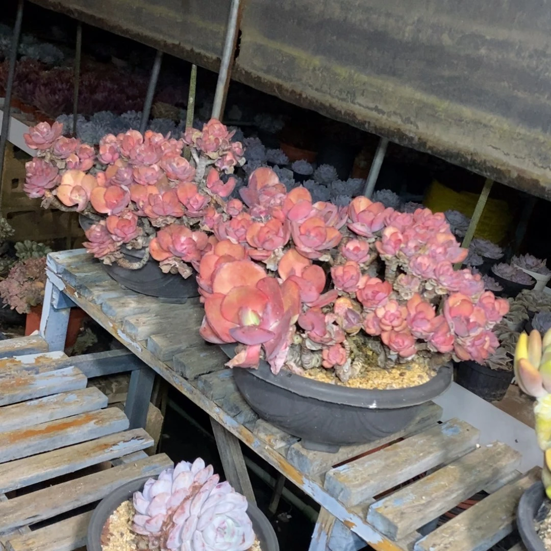 啊军喵多肉秀妍老庄