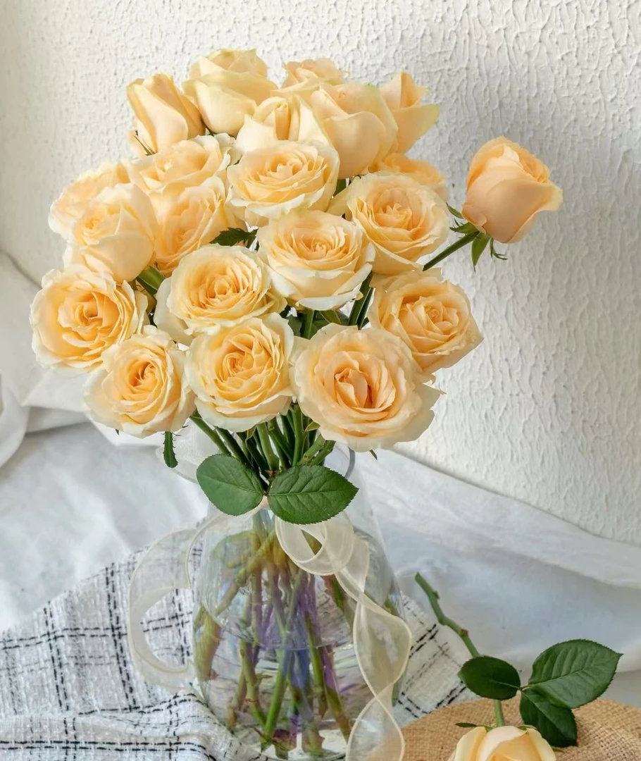 【葡噗专属】香槟（蜜桃雪山）   云南基地直发