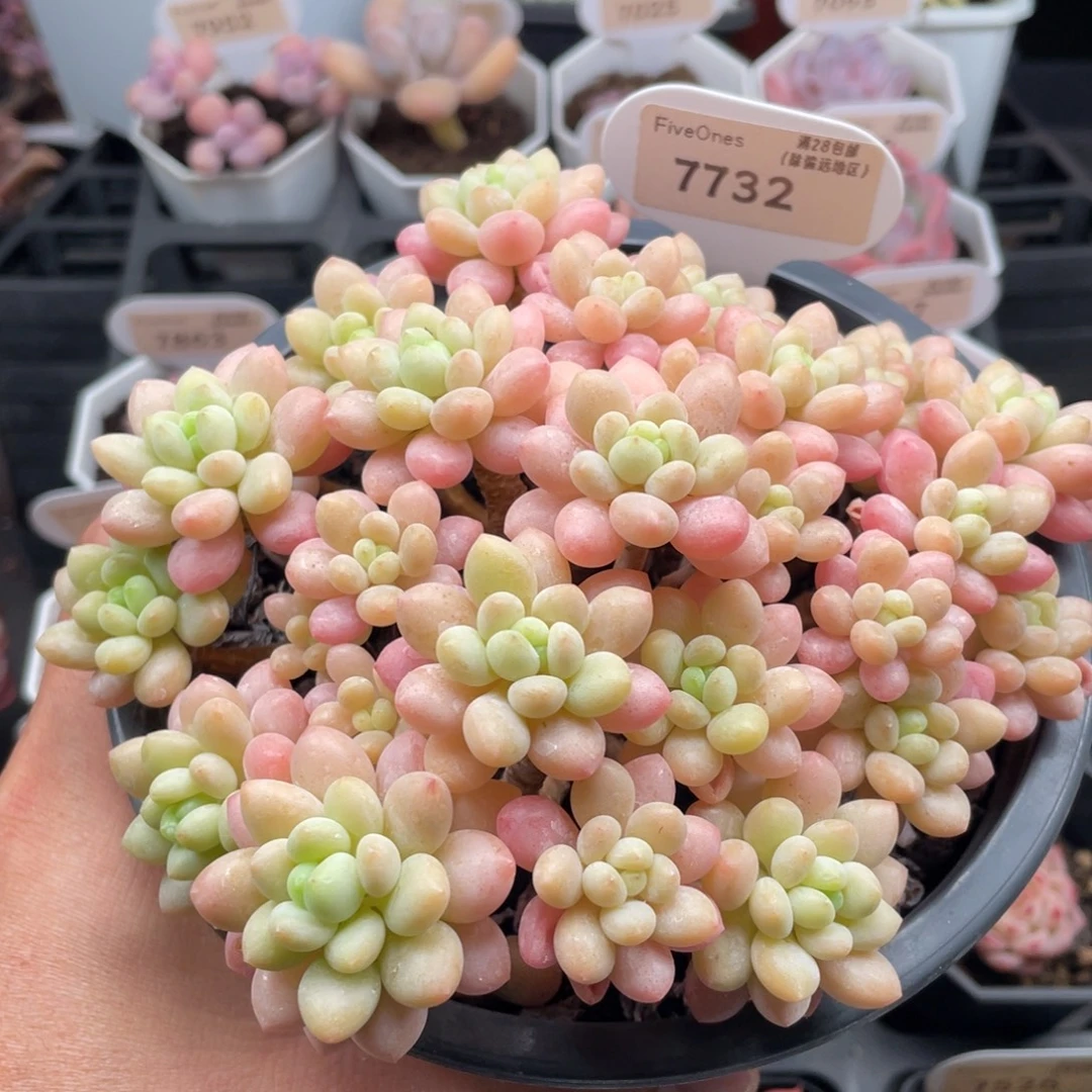 鱼子酱7732-15厘米