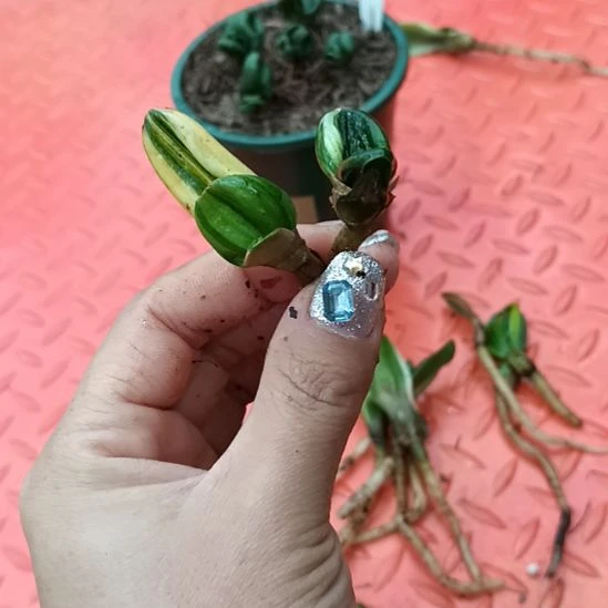 奣*特色花卉君子兰小苗