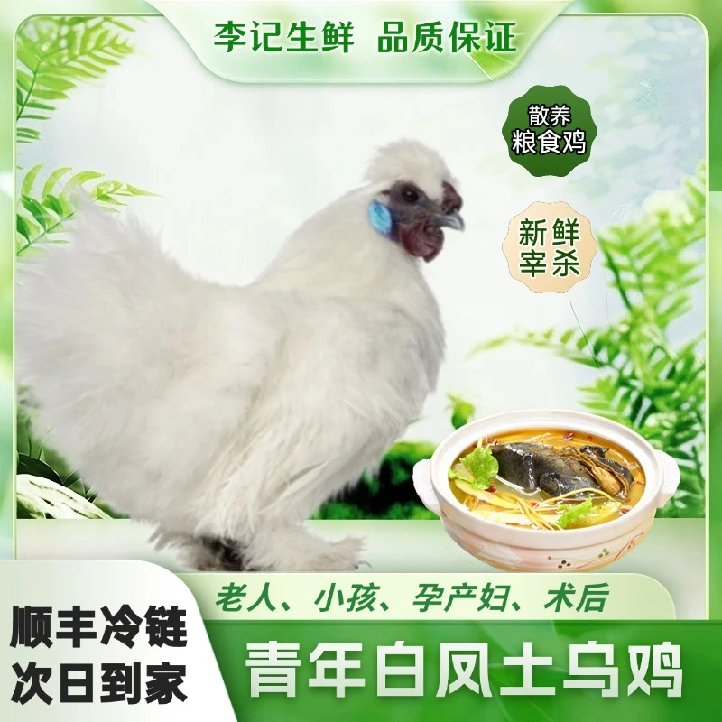 【次日达,2只装】今天拍明天到,源头农场园林散养正宗白凤土乌鸡*现杀现宰*冷链运输*保鲜到家