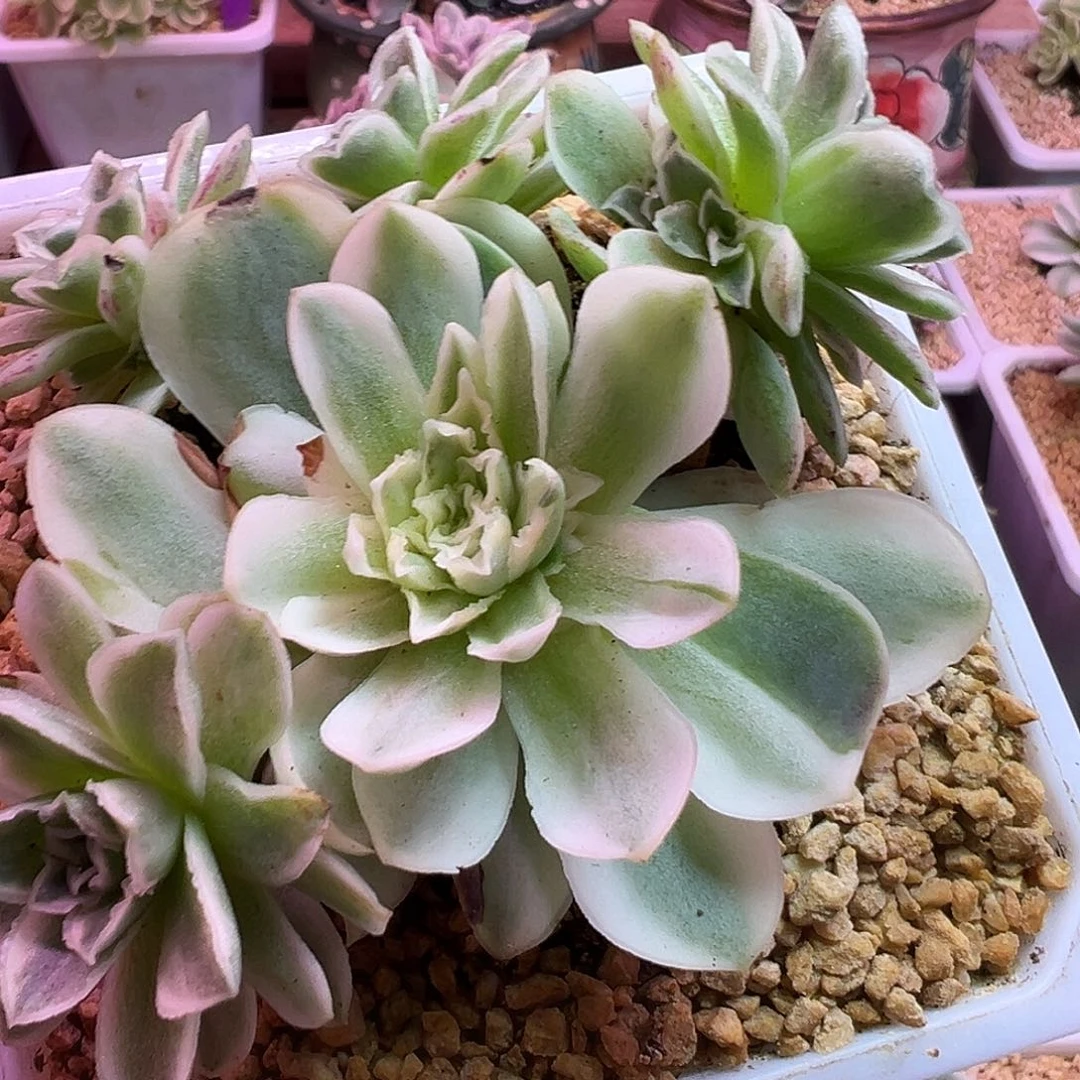 山地玫瑰锦秋夕1477号