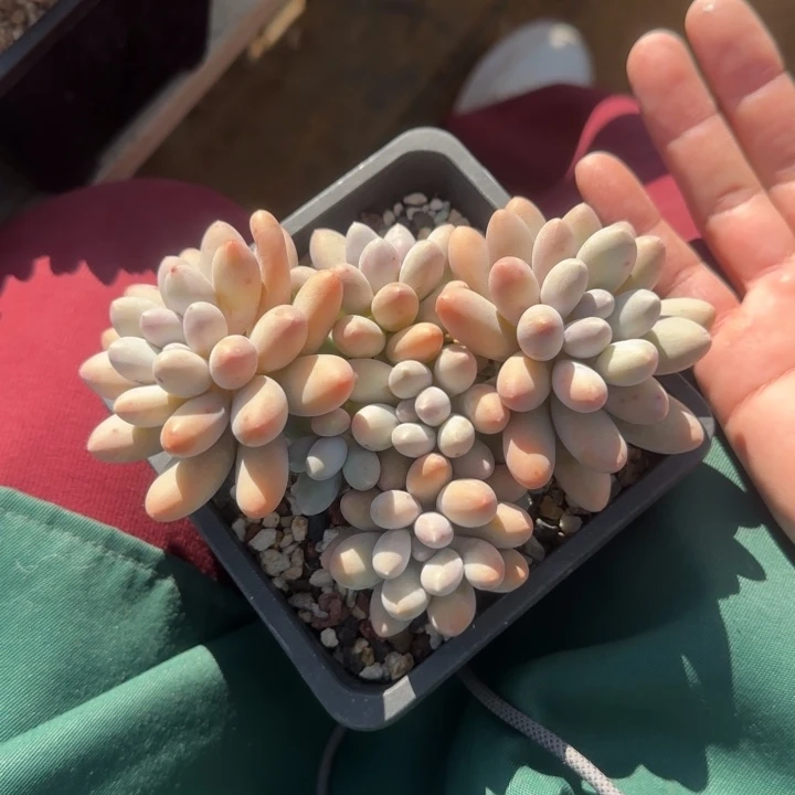 汤圆群生五十包邮