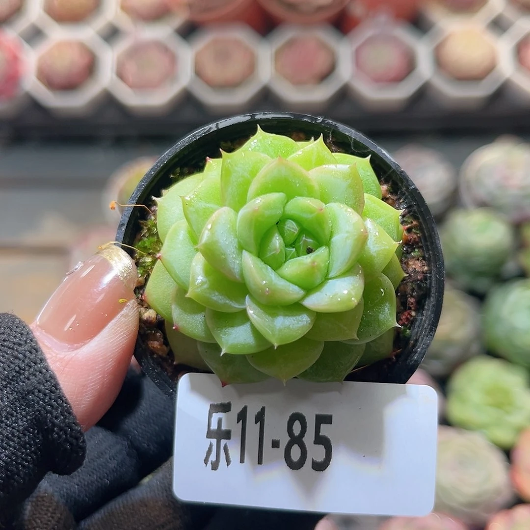 乐11-85 珍妮单头