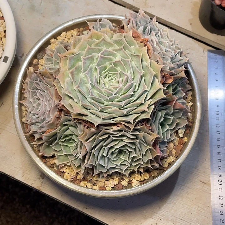 多肉小白蓝丝绒蓝丝绒