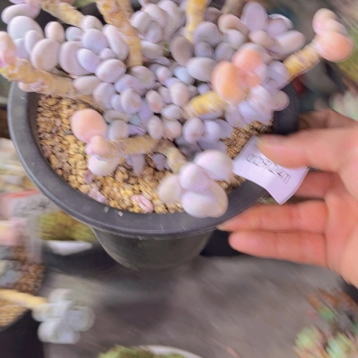 *****多肉一物一拍9241带土球