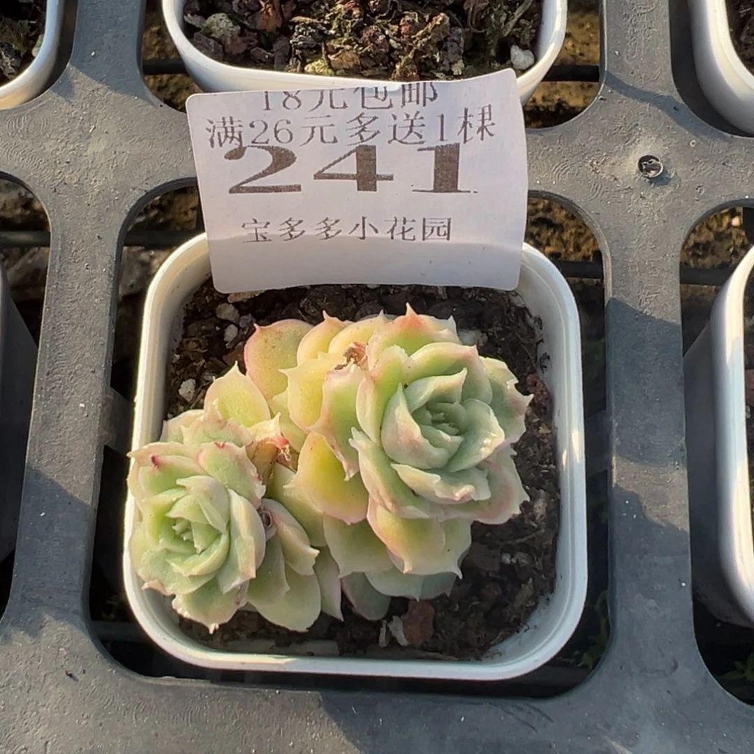 241号双头水晶虾饺一物一拍满18包邮