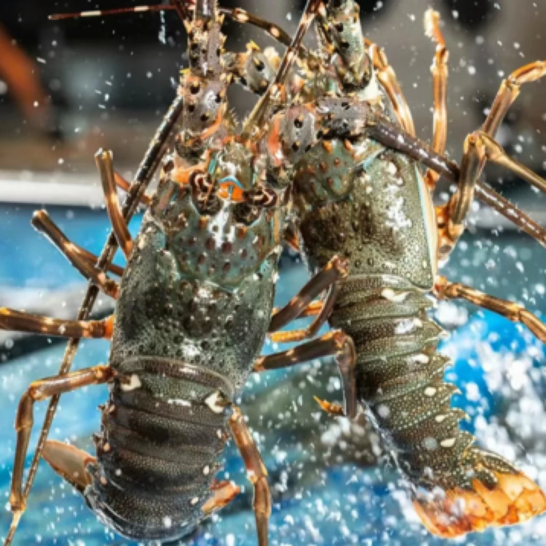 生猛海鲜～小青龙一只大约350克