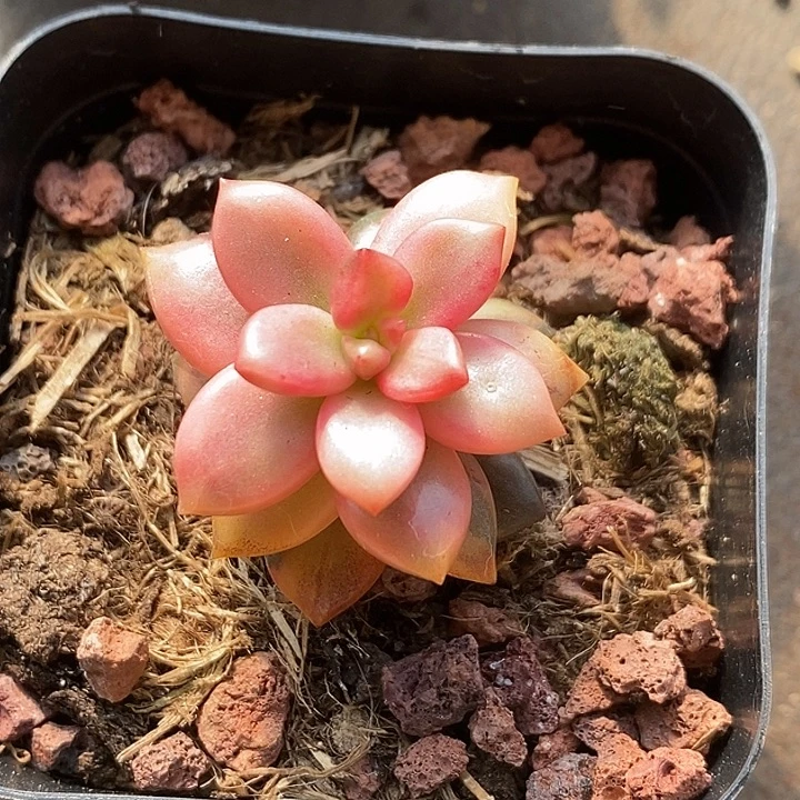 黑美人锦复轮多肉植物