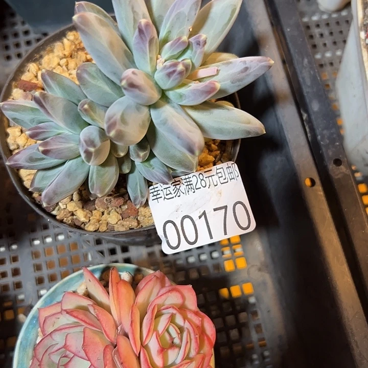 幸运的是我还没遇到你呢