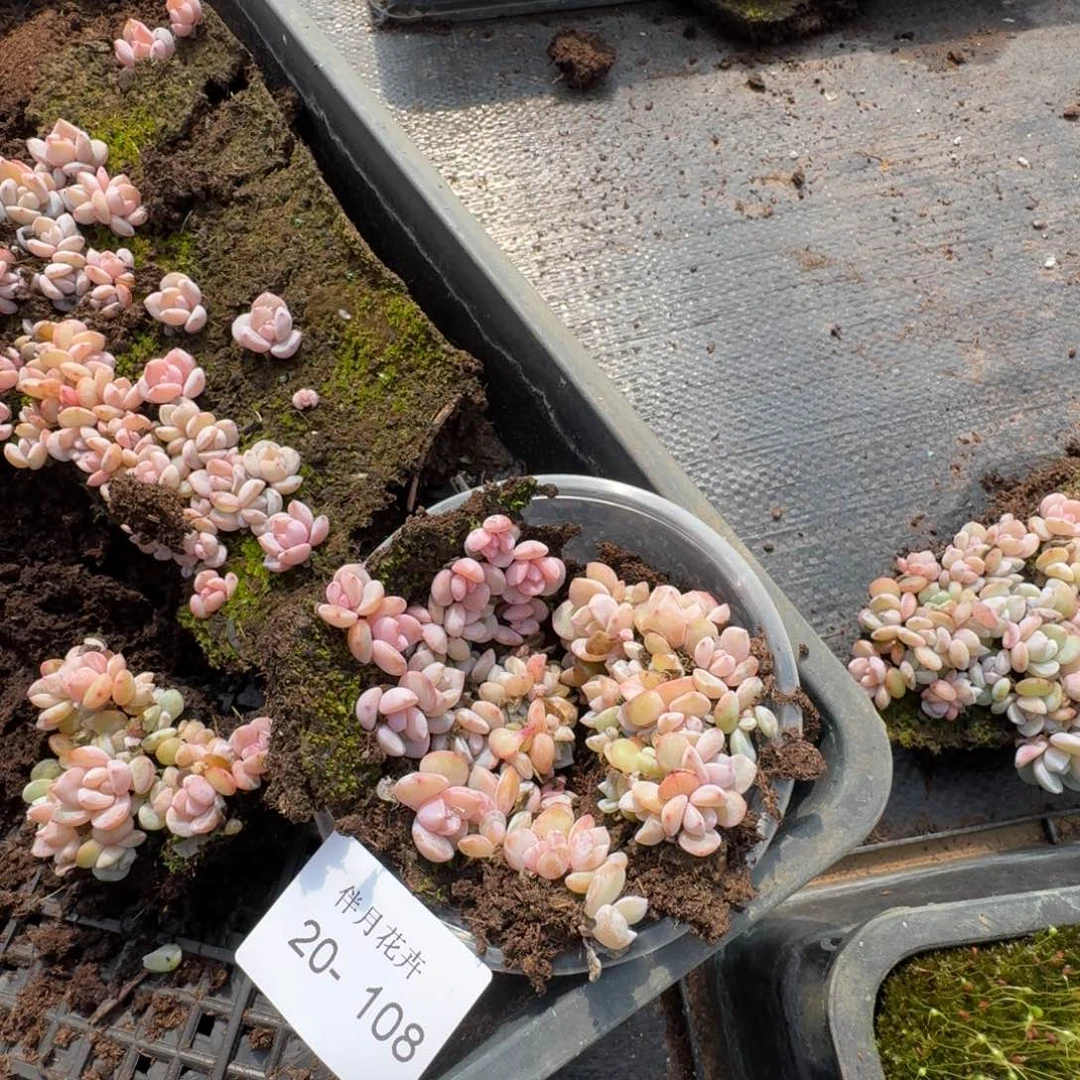 奶盖切糕一盒量拍20-108