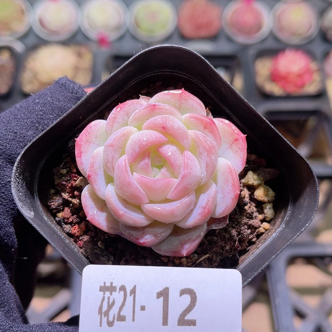 花利美21-12新品单头