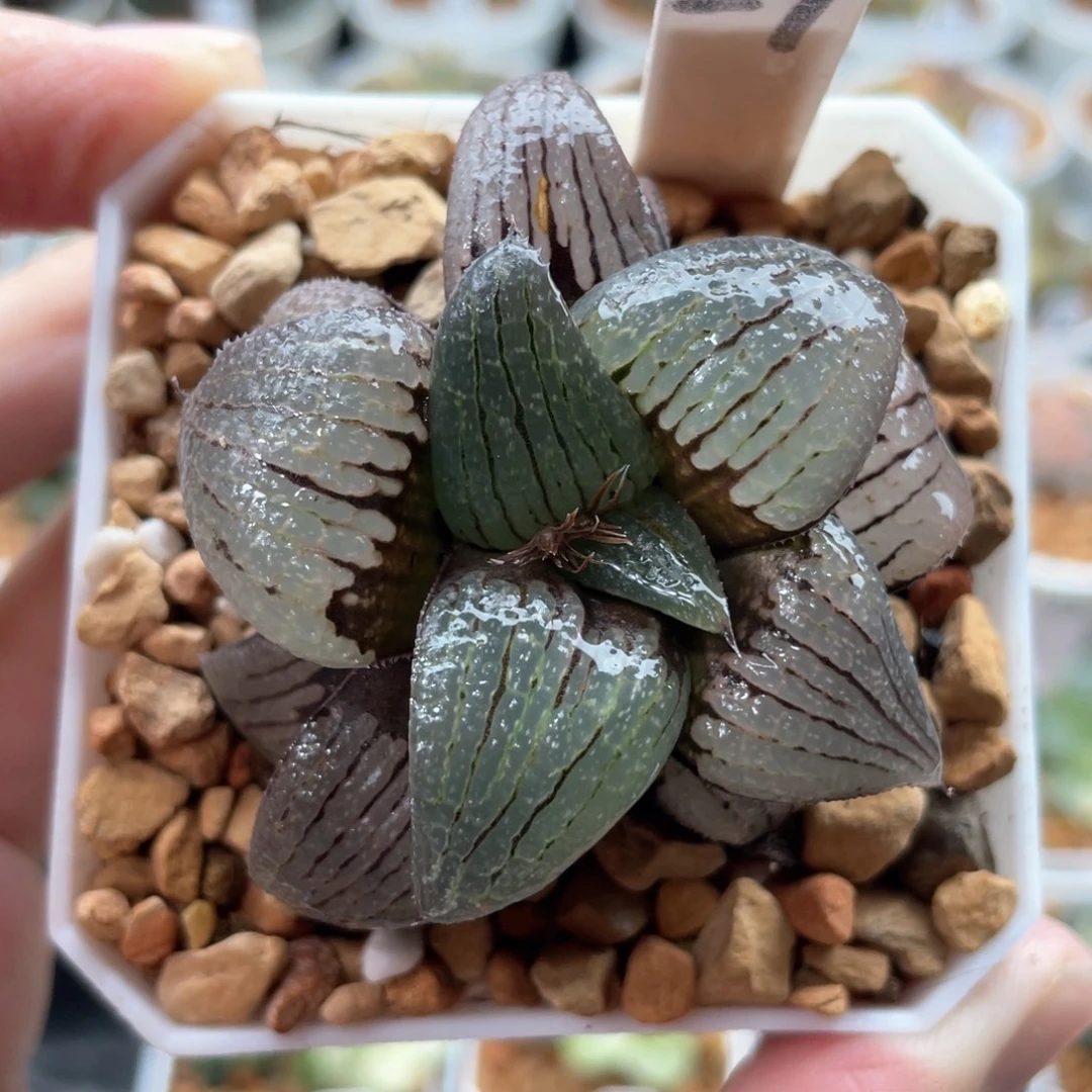 27丸叶亲指姬。