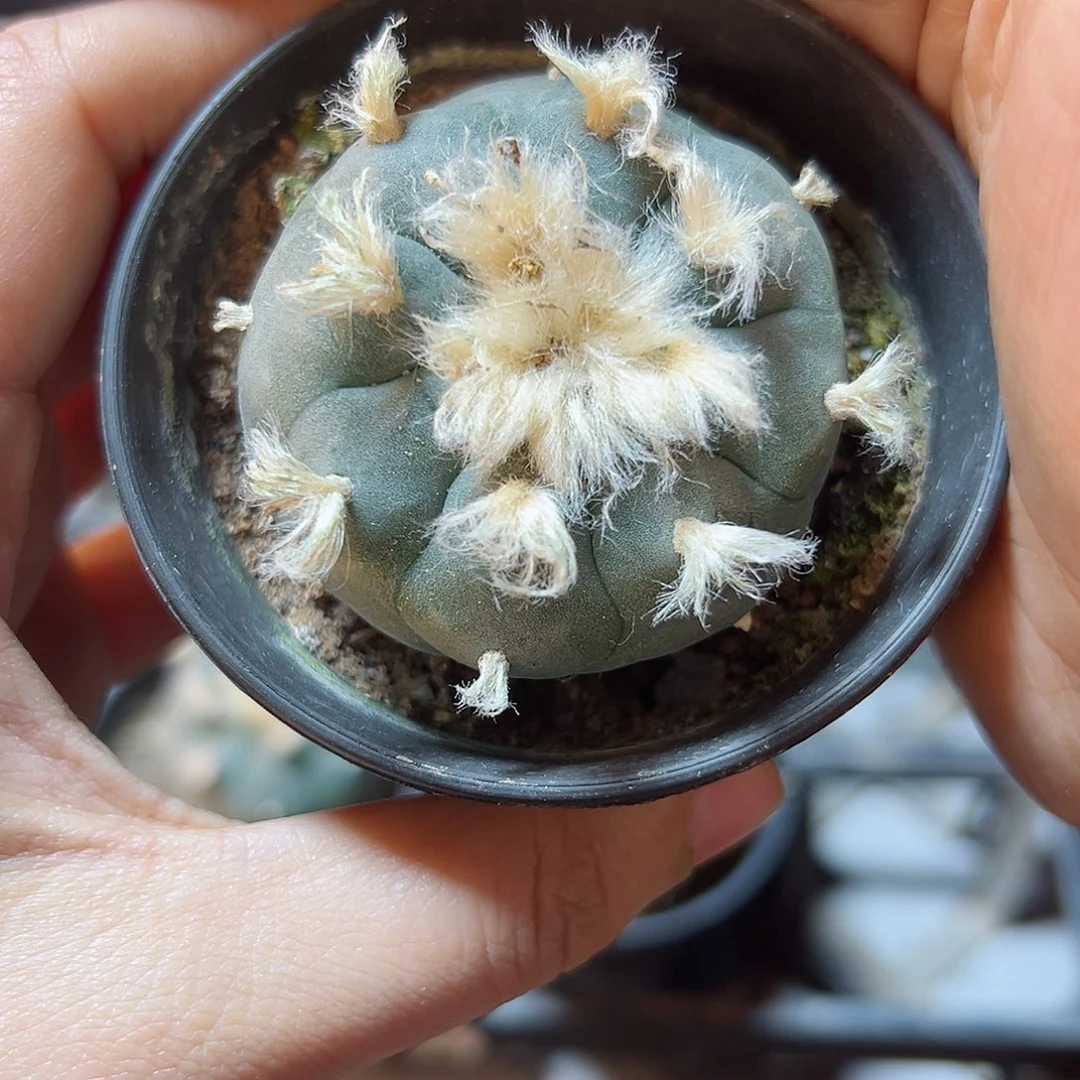 实生kk勒骨乌4.8公分带盆