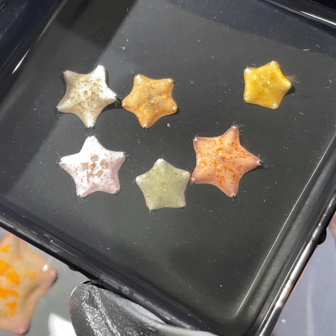 ƪ****海水鱼海星123456