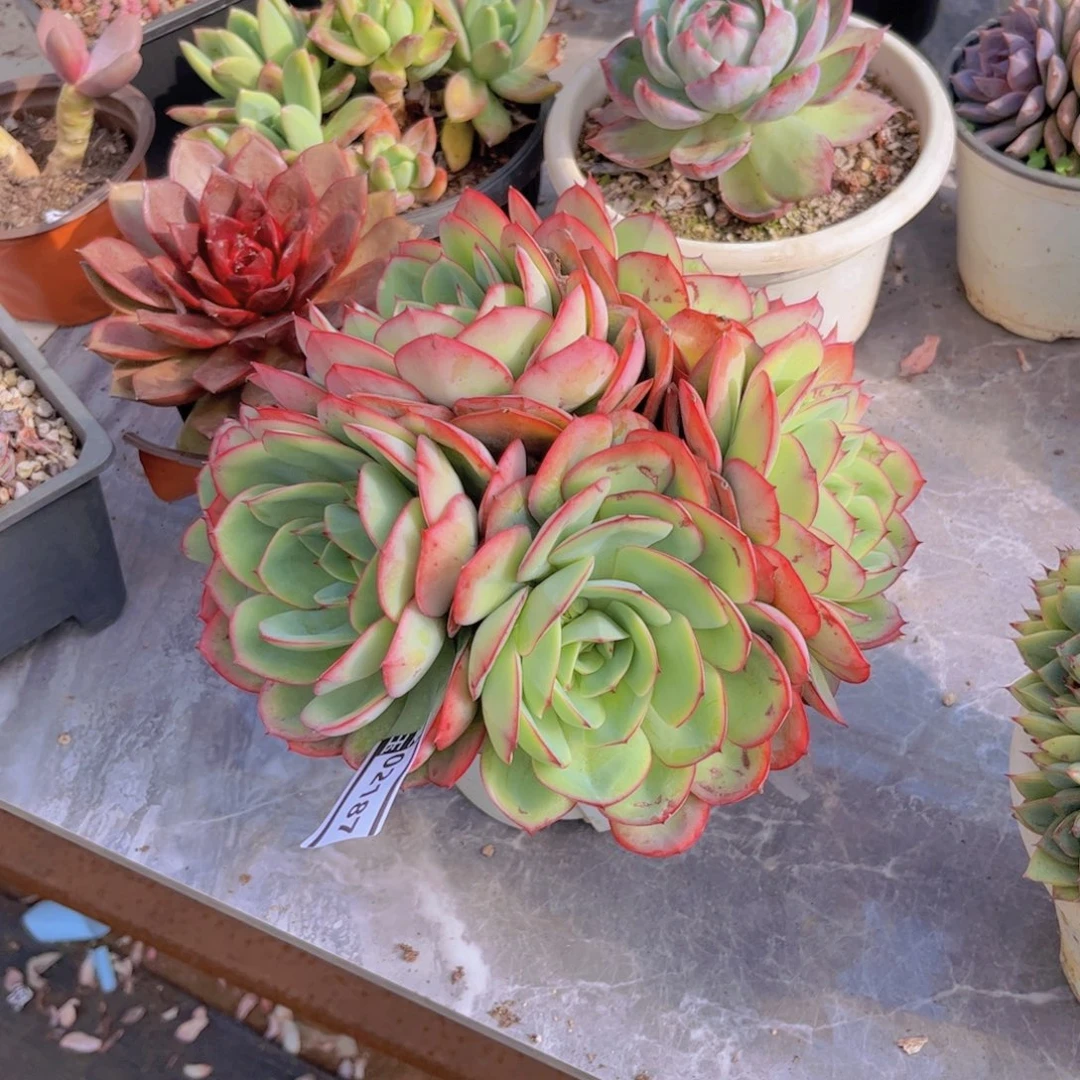 牡丹亭多肉植物02187