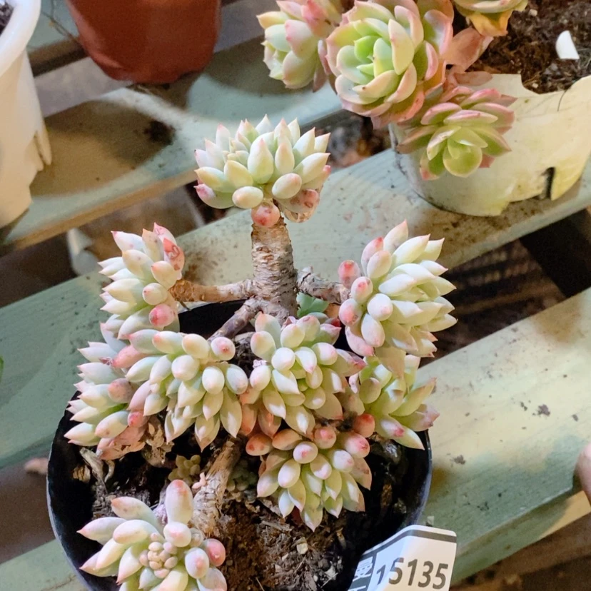 【闪购商品】明珠15135