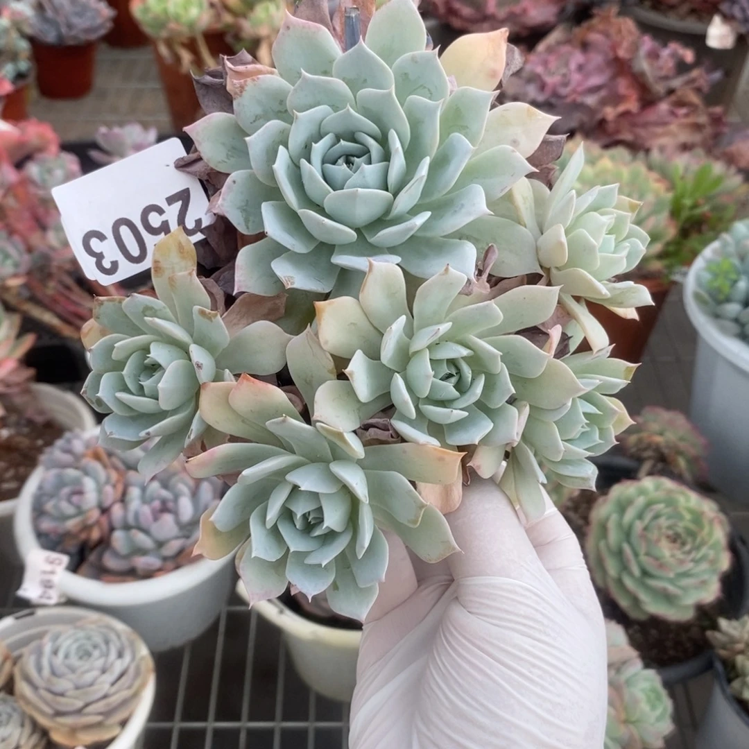 【***】2503薄叶蓝鸟一物一拍