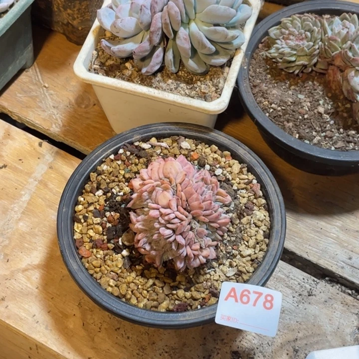 酒***๓678 满20包邮脱土发货