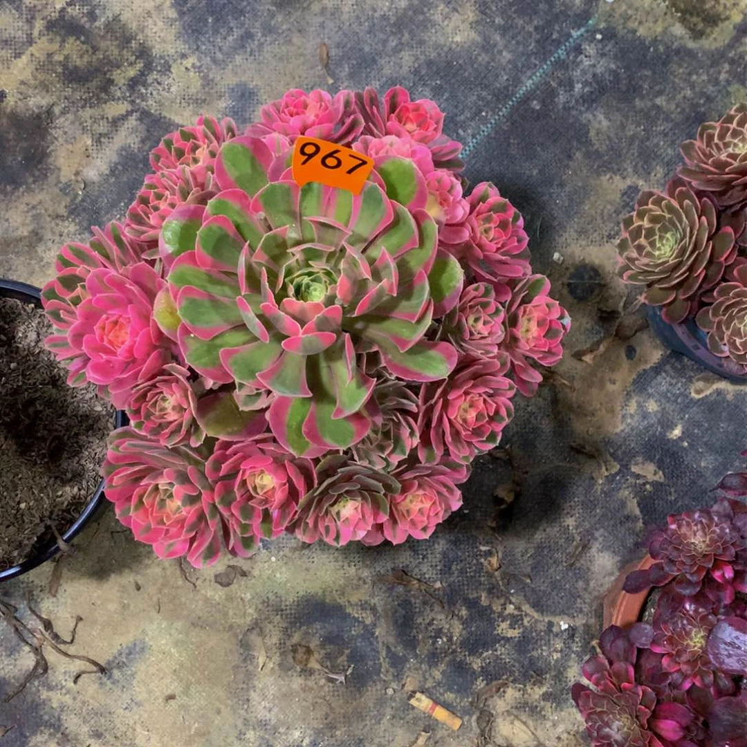 ✨****蕾多肉粉女巫嫩桩967