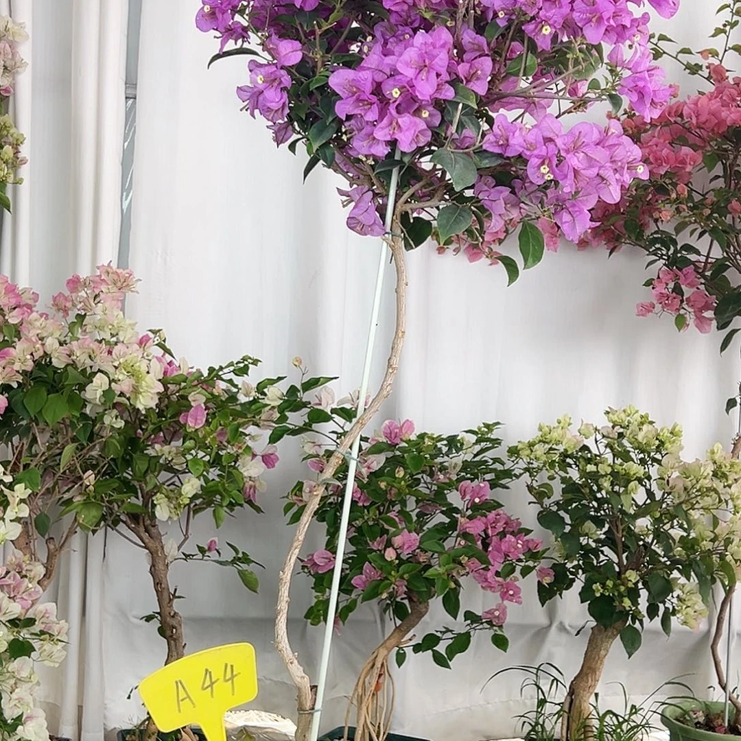 莱***司大部分花苞少量开放A44巴西紫