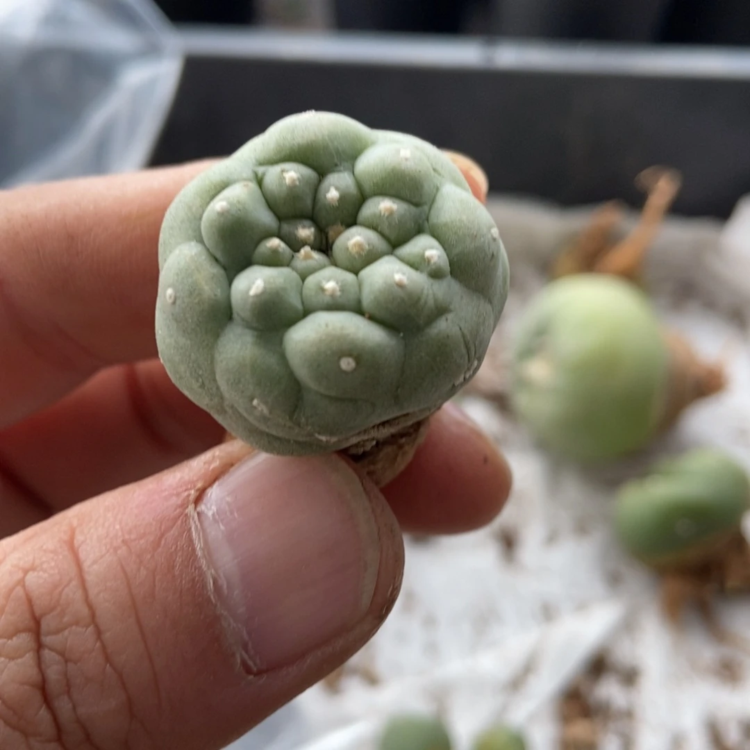 家****菜无刺仙人球开花了，