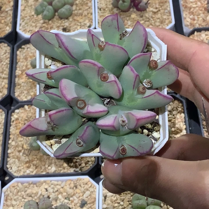 精品多肉植物大战僵尸