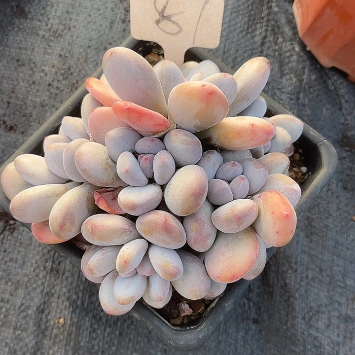 两单包邮，一物一拍87香水