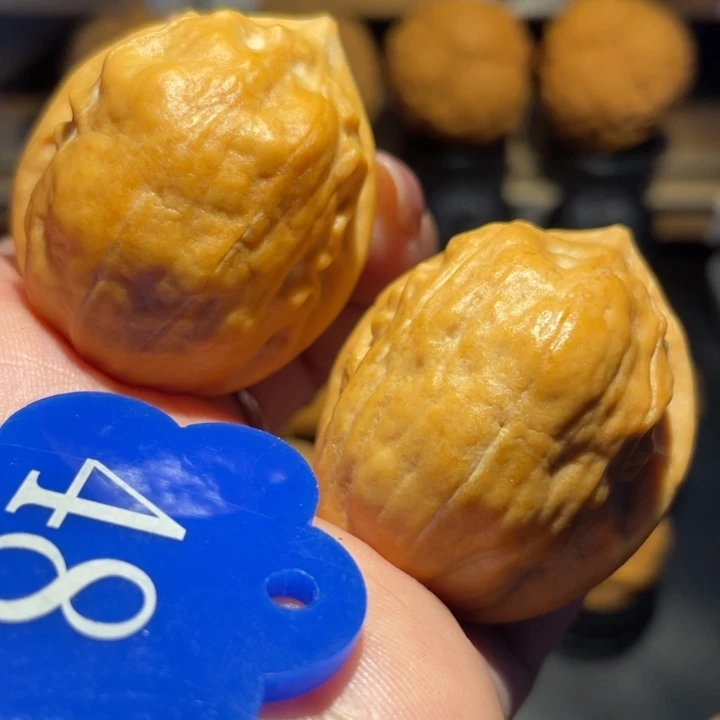 老树甲壳虫核桃尺寸35