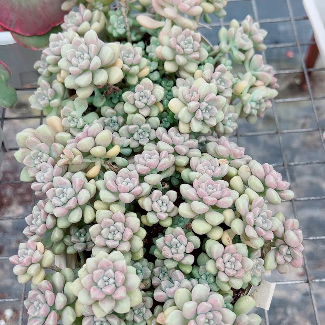 丸叶姬秋丽整桩整群