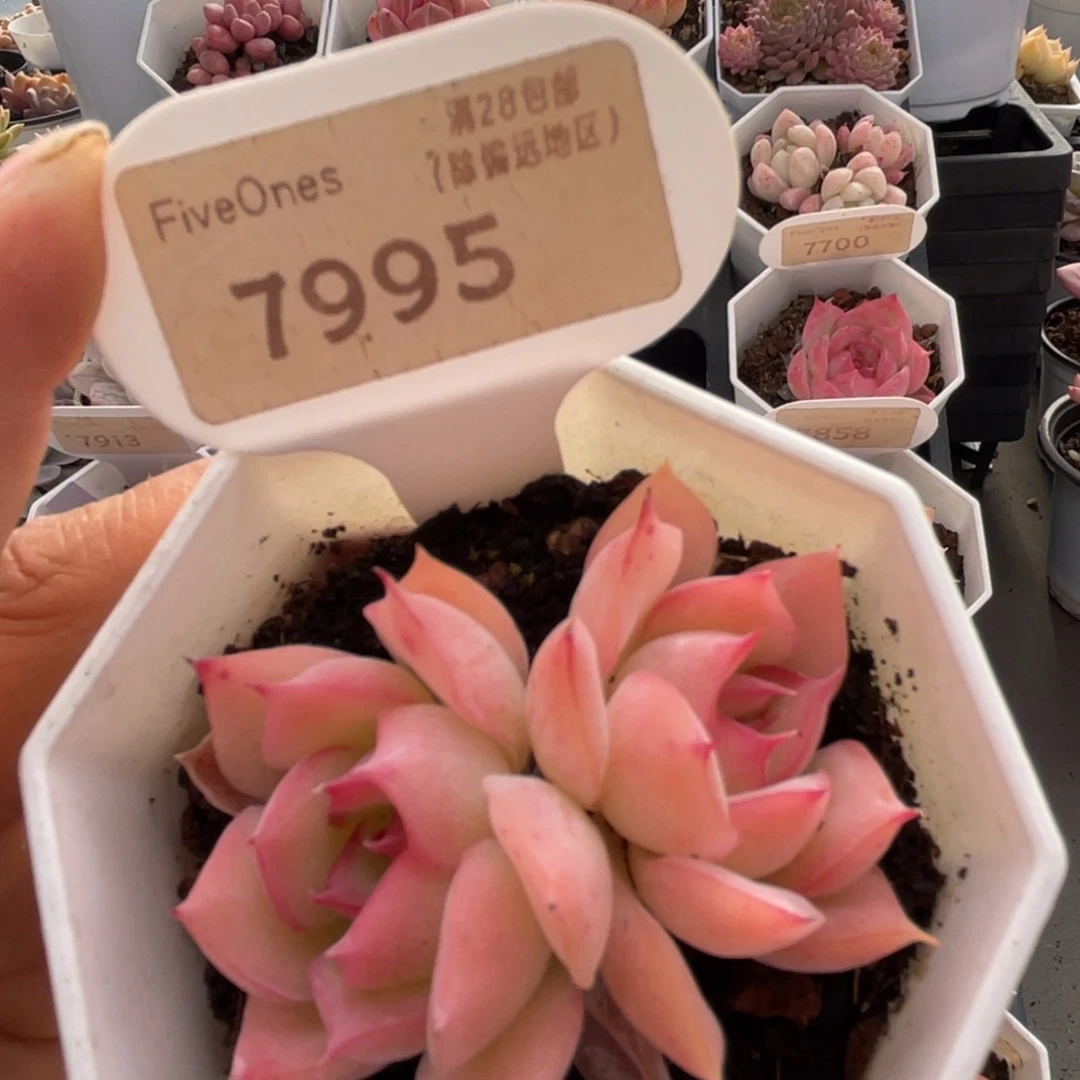 侧影7995-5.5厘米