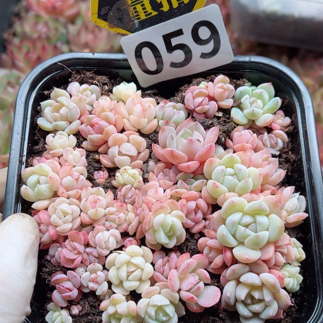 多肉植物多肉植物