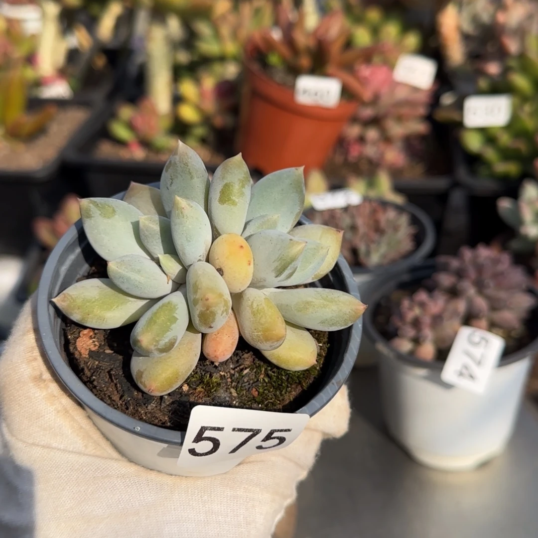 575号一物一拍一物一拍哥特