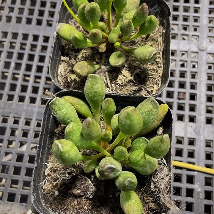 鼓槌水泡2.8带盆土发