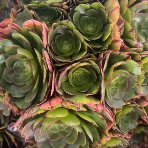 哥****懂法师万拉丝万包子多肉